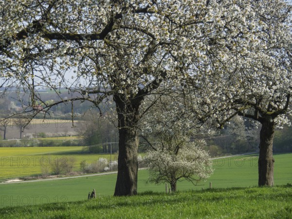 Blossoming fruit trees with a view of wide fields, billerbeck, münsterland, germany