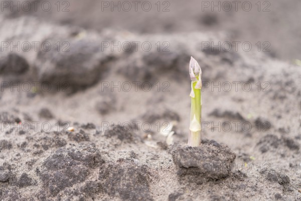 Asparagus on the field