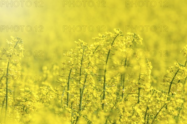 Rapeseed Flowers in rapeseed field. Blooming canola flowers