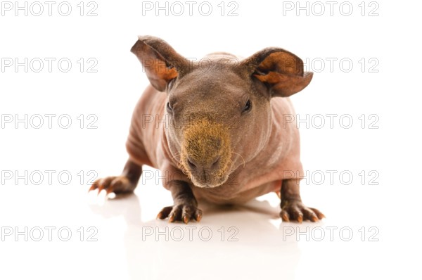 Skinny guinea pig on the white, poland