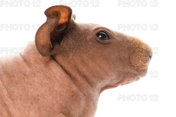 Skinny guinea pig on the white, lodz, poland