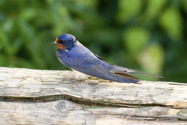 Barn Swallow Hirundo rustica, order Passeriformes, suborder Passeres, family Swallows (Hirundinidae), genus Hirundo