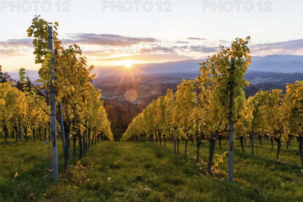 Vineyard in the evening light, cloudy mood at sunset on the Sausal Wine Route, St. Andrä-Höch, Sausal wine country, Styria, Austria, Europe
