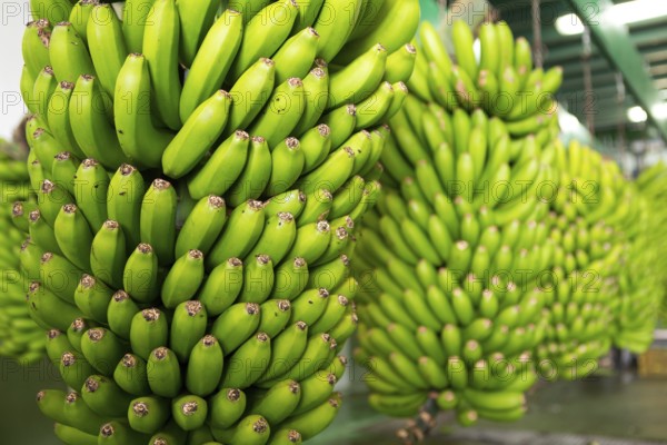 Canarian Banana Platano in La Palma canary Islands