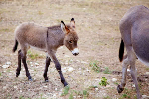 Baby donkey mule with mother in mediterranean Spain