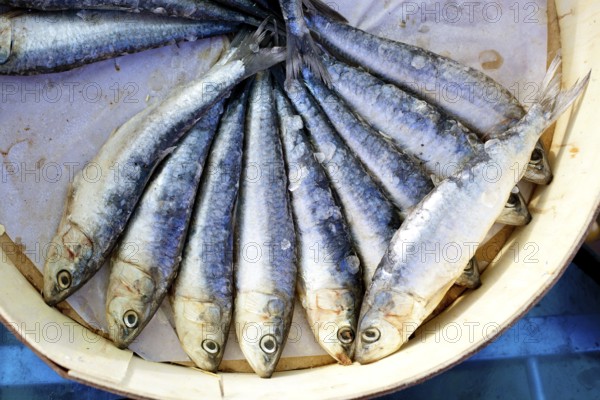 Brine salted sardines fish in round wood box in Mediterranean