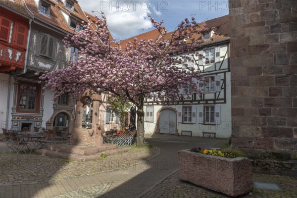 Cherry blossom in an old square with a medieval well in spring. Selestat, Bas-Rhin, Collectivite europeenne d'Alsace, Grand Est, France, Europe