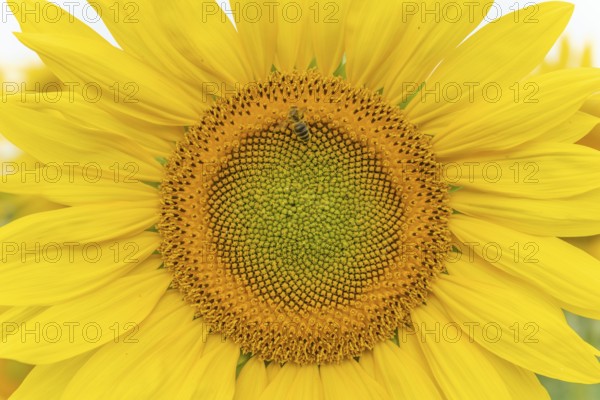 Detail of a sunflowers or sun (Helianthus annuus) grown for its edible seeds, flour and oil. Alsace, France, Europe