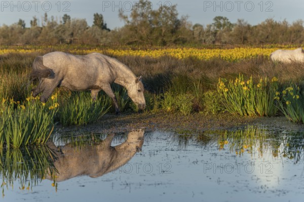 Camargue horses feeding in a swamp full of yellow irises. Saintes Maries de la Mer, Parc naturel regional de Camargue, Arles, Bouches du Rhone, Provence Alpes Cote d'Azur, France, Europe