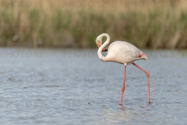 Greater Flamingo (Phoenicopterus roseus) in a swamp in spring. Saintes Maries de la Mer, Parc naturel regional de Camargue, Arles, Bouches du Rhone, Provence Alpes Cote d'Azur, France, Europe
