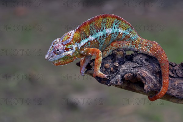 The panther chameleon (Furcifer pardalis) on a tree branch