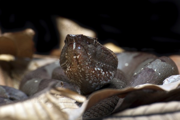 Flat nose pit viper hiding inside a leaves