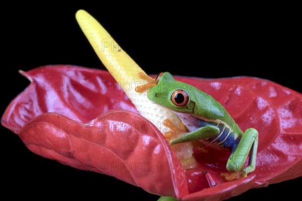 Close up photo of a red-eyed tree frog
