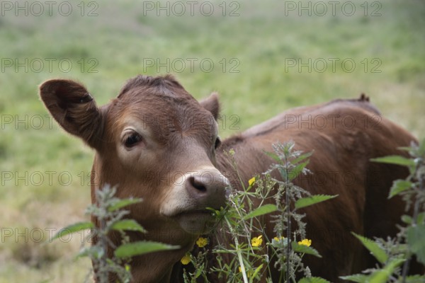 Cow domestic animals in a farmland outdoor. England United Kingdom
