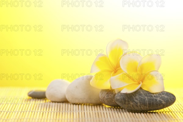 Leelawadee flower and pebbles on bamboo background under warm sunshine