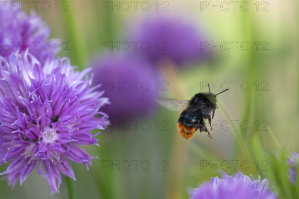 Bumblebee collecting nectar from chives plant blossom. Chives are a commonly used herb for culinary purposes