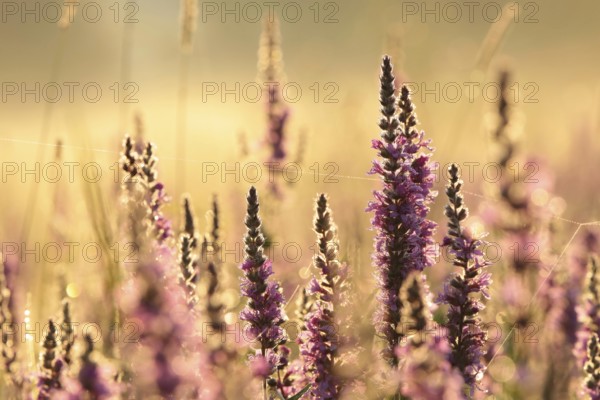 Loosestrife, Lythrum salicaria on a meadow at dawn