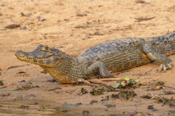 Caiman (Caimaninae), Crocodile (Alligatoridae), crocodile (Crocodylia), close-up view, Pantanal, inland, wetland, UNESCO Biosphere Reserve, World Heritage Site, wetland biotope, Mato Grosso, Brazil, South America