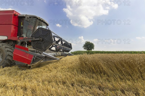 Combine harvesting a wheat field. Combine working the field