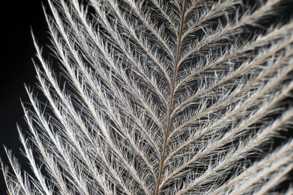 Elegant Feather on black Extreme Close up Detail. Extreme macro feather. Fluffy feather