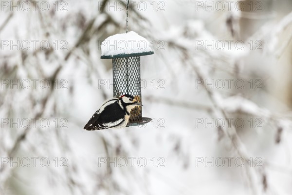 Great Spotted Woodpecker sitting on a bird feeder