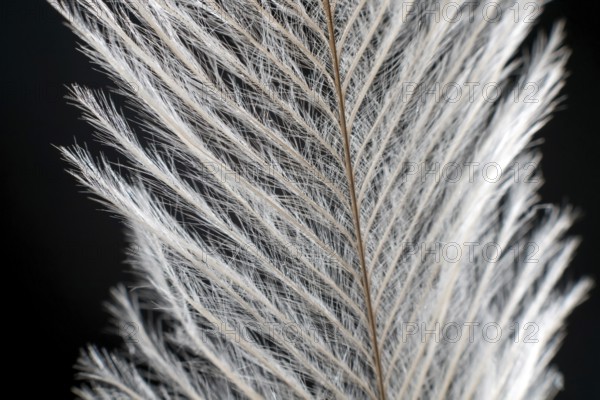 Elegant Feather on black Extreme Close up Detail. Extreme macro feather. Fluffy feather