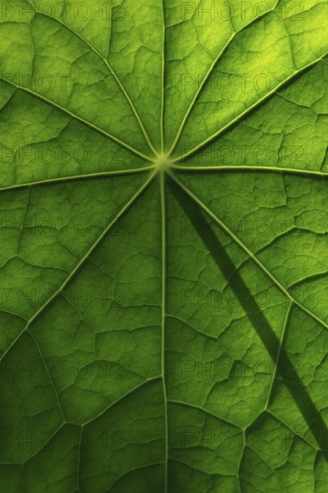 Leaf surface, structure of a nasturtium