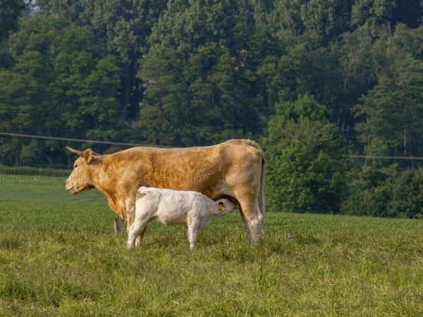 A cow and a calf on a green pasture, surrounded by lush trees and natural landscape, borken, münsterland, germany