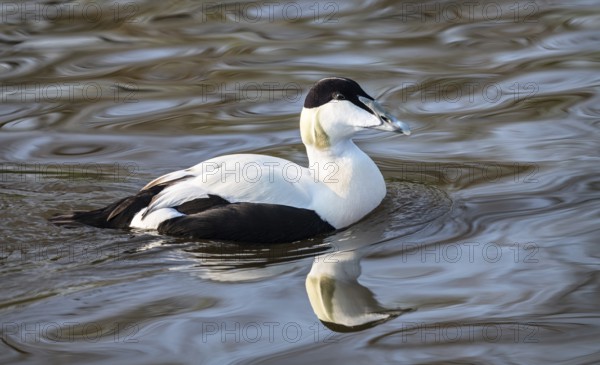 Eider Duck, Slimbridge, WWT