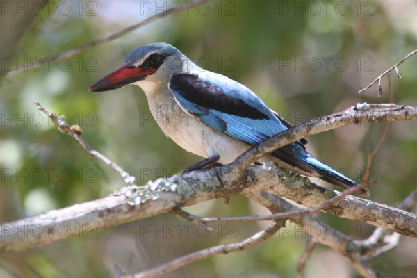 Senegal Kingfisher, Woodland Kingfisher