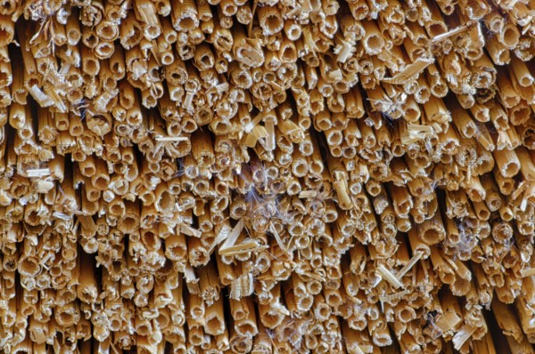 Processing of reed for thatching