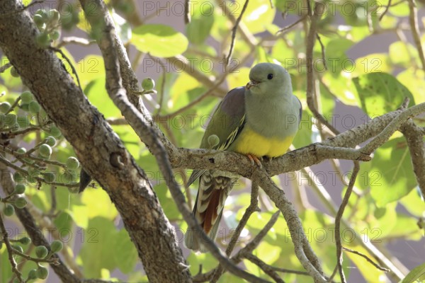 Waala Green Pigeon, Treron waalia, Oman, Asia