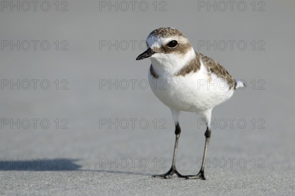 Mongolian Plover, Charadrius mongolus, Oman, Asia