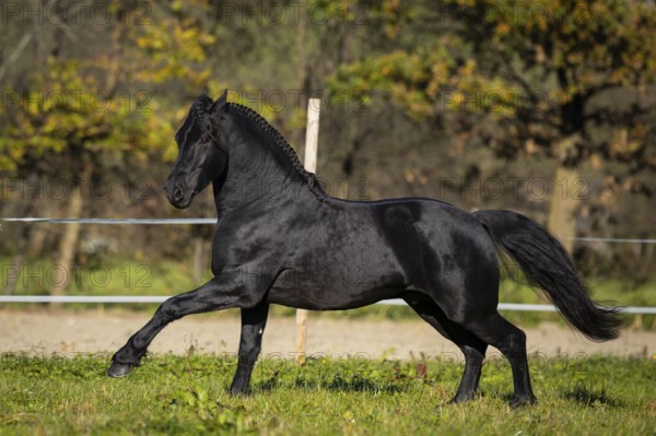 Friesian stallion in the pasture in autumn