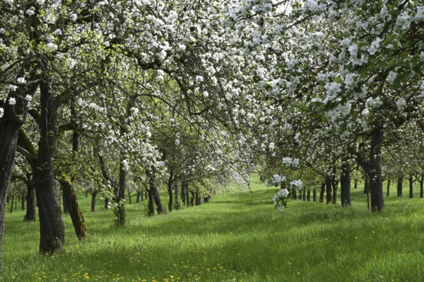 Apple tree blossom, apple tree (Malus domestica), Germany, Bavaria, Lower Franconia, Europe