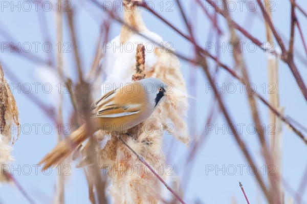 Cute little bird, Bearded tit, male Bearded reedling (panurus biarmicus)