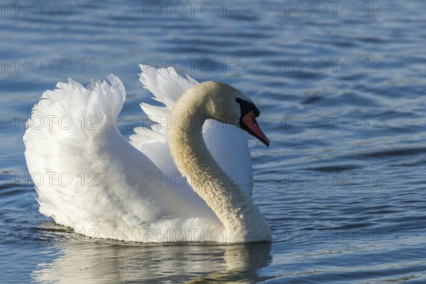 Male Mute Swan Swimming