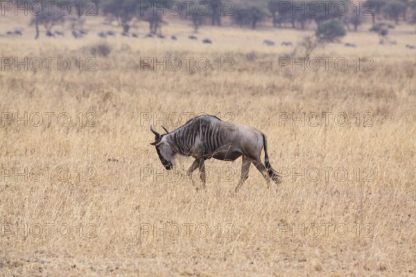 Lone wildebeest searches for food in dry savannah