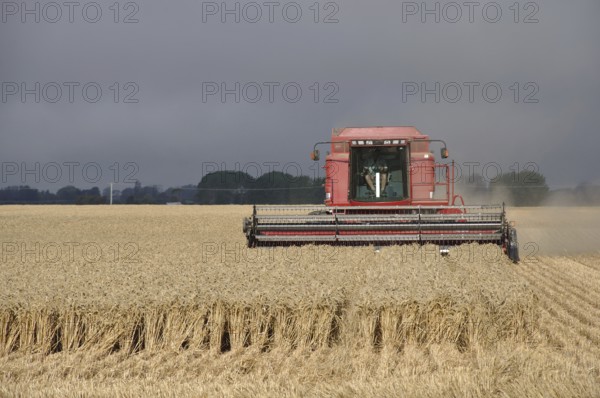 TIMARU, NEW ZEALAND, CIRCA FEBRUARY 2010: Farmers harvest a crop of wheat, South Canterbury, New Zealand, Oceania