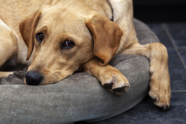 Blonde Labrador retriever dog portrait.