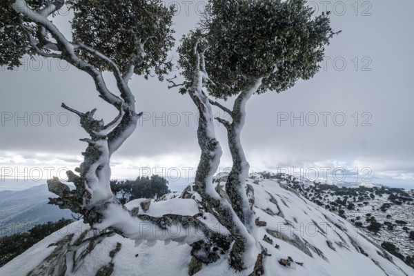 Lonely tree on the ridge, Puig des Coll des Jou, 1052 meters, Orient valley, Mallorca, Balearic Islands, Spain, Europe