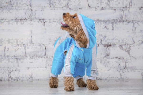 Small funny dog of brown colour with curly hair of toy poodle breed posing in clothes for dogs. Subject accessories and fashionable outfits for pets. Stylish overalls, suit for cold weather for animal