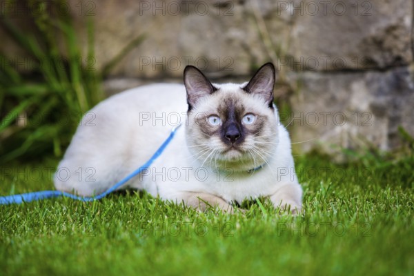 Close-up of an adult Mekong Bobtail cat posing on green grass outside. A cat walks on a green lawn with a blue leash. Young Cat, Siamese Type, Mekong Bobtail Walks In A Grass