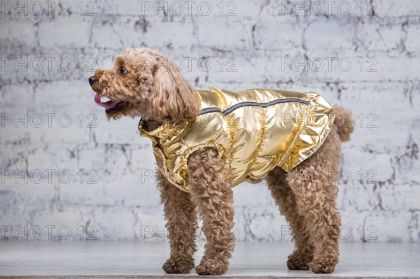 Small funny dog of brown colour with curly hair of toy poodle breed posing in clothes for dogs. Subject accessories and fashionable outfits for pets. Stylish overalls, suit for cold weather for animal