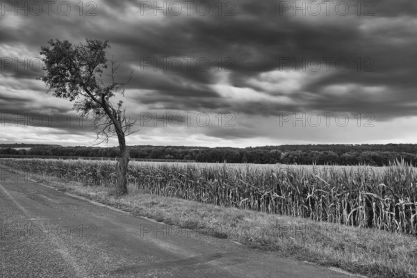 On the empty road between fields before harvesting at dramatic sunset, Czech Republic, Europe