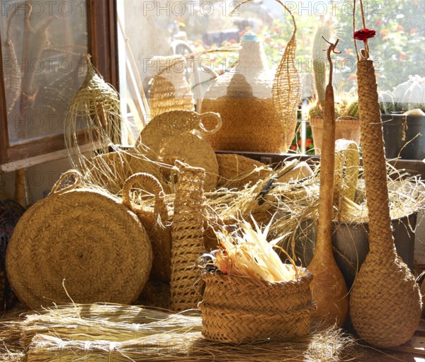 Esparto halfah grass used for crafts as cords basketry and espadrilles