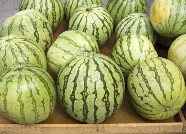 Big watermelon market display in a row delicious summer fruits