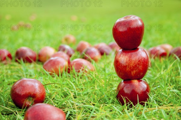 Three red apples stacked in grass field with many in background