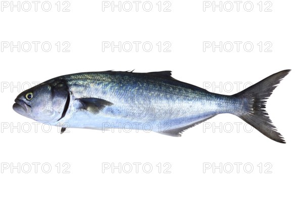 Bluefish fish Pomatomus Saltatrix Jack isolated on white