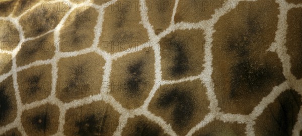 Girafe from Africa, skin texture for background